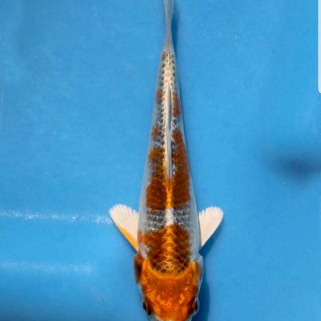 Genjiro kujaku 20BU with breeder certificate