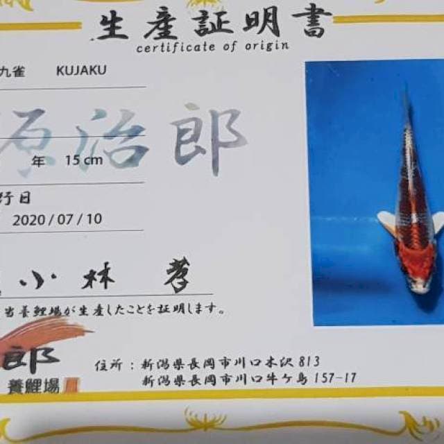 Genjiro kujaku 20BU with breeder certificate