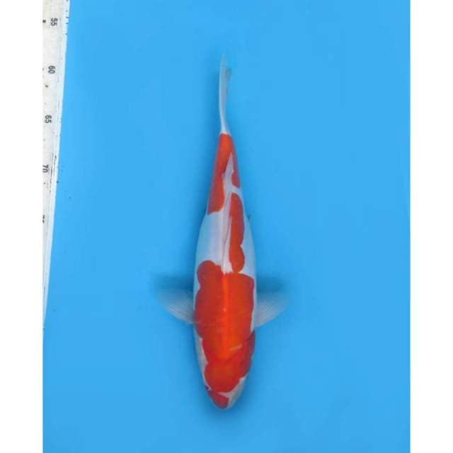 Kohaku Doitsu Parade 1, 31cm