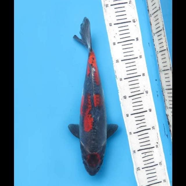 Super Beni Kiko Sq - 38cm Female
