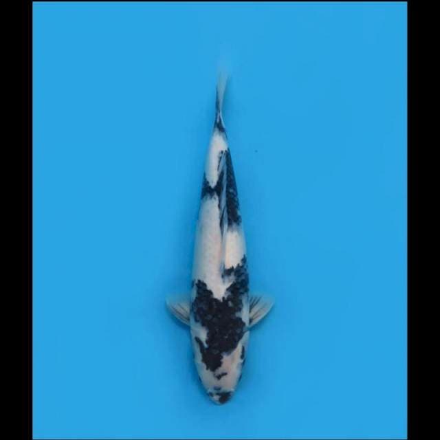 Shiro Good Skin - 40cm Tosai
