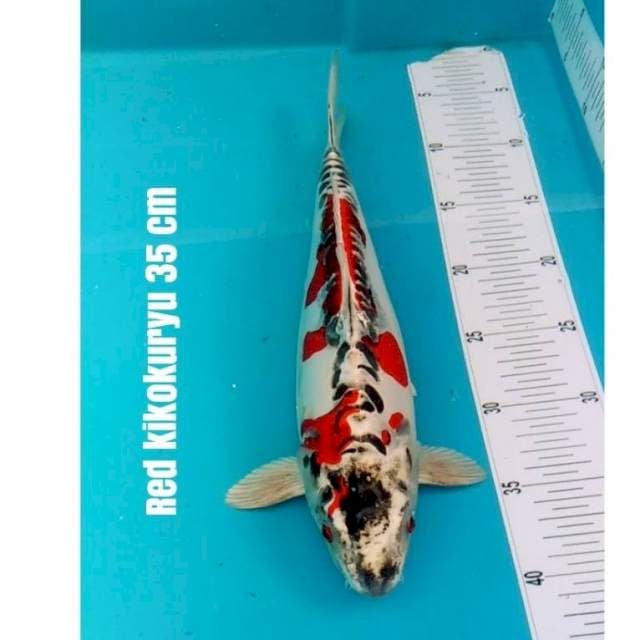 PUNUK BAKAT JUMBO