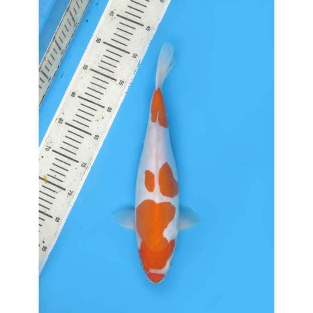 Kohaku Doitsu parade 3 , 36cm