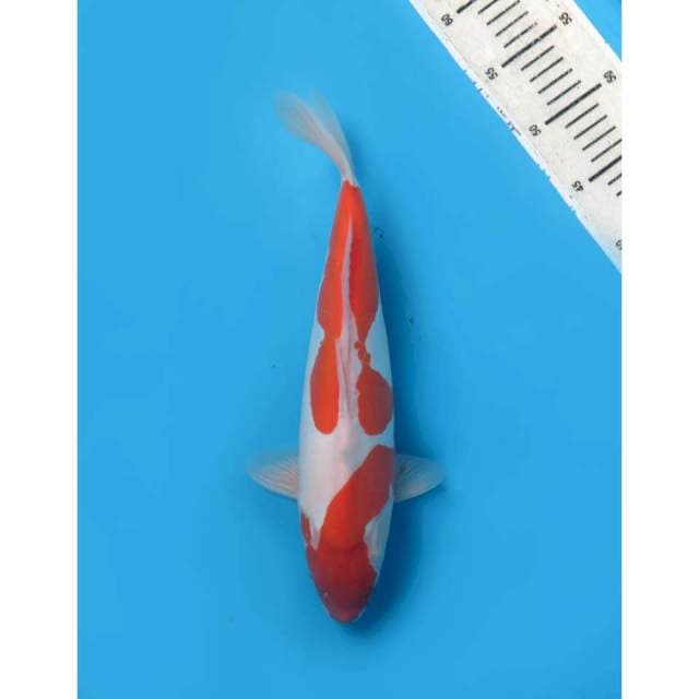 Kohaku Doitsu Parade 5 , 35cm