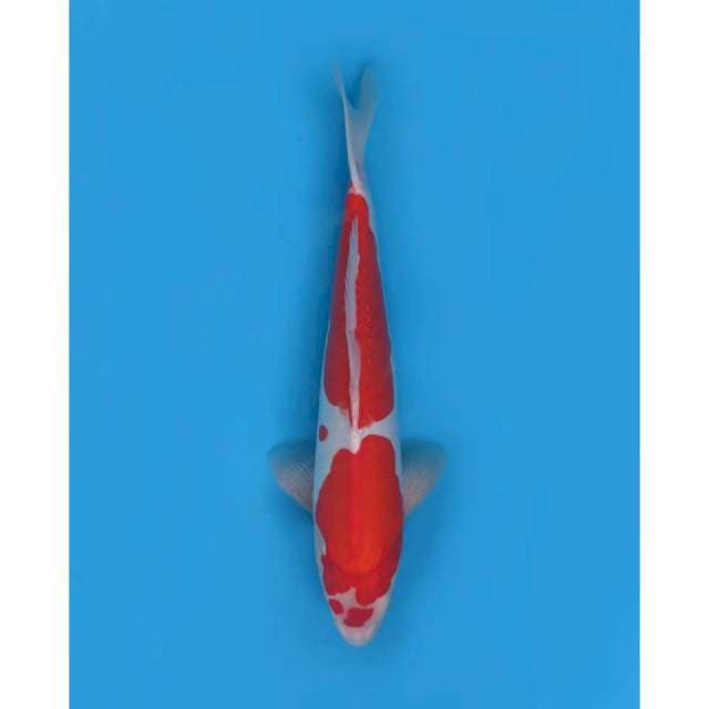 Kohaku Doitsu parade 7, 36cm