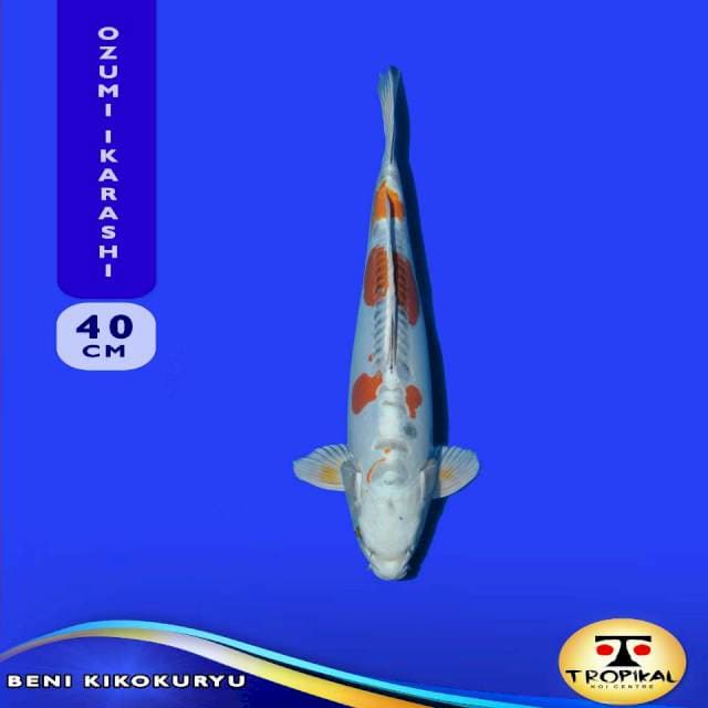 Beni Kikokuryu (Ozumi Ikarashi Farm) 40cm. Import & Sertifikat