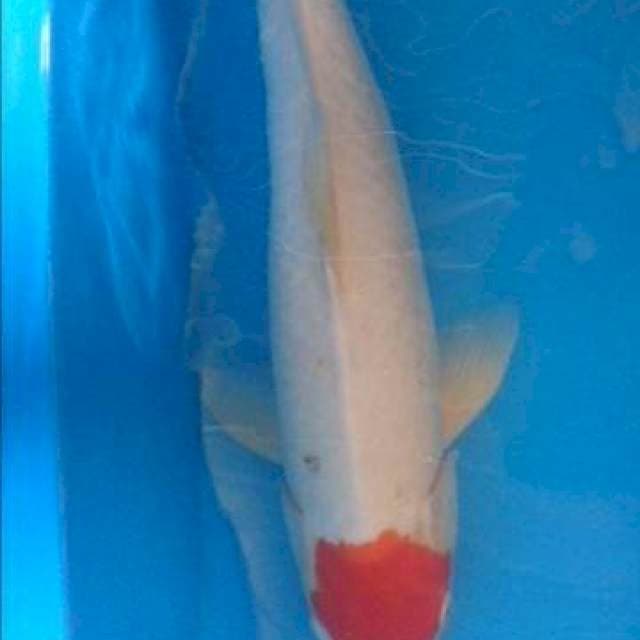 Tanco Oryginal kuhaku 55cm