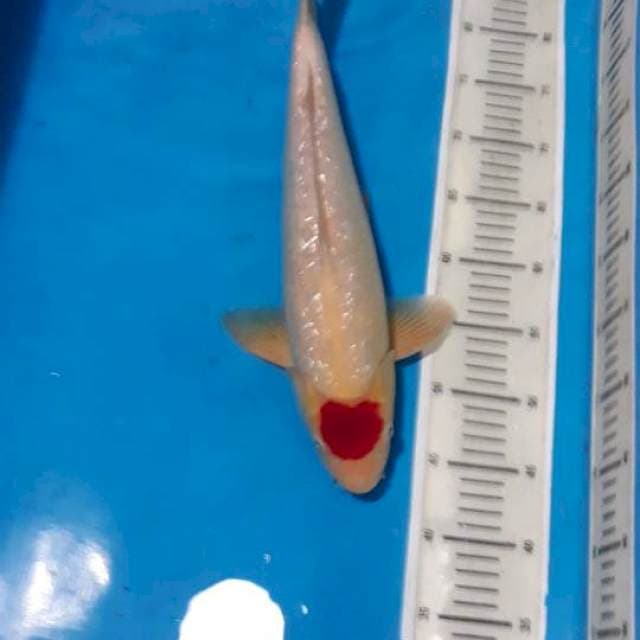 Original Tancho kohaku ginrin 45 cm male