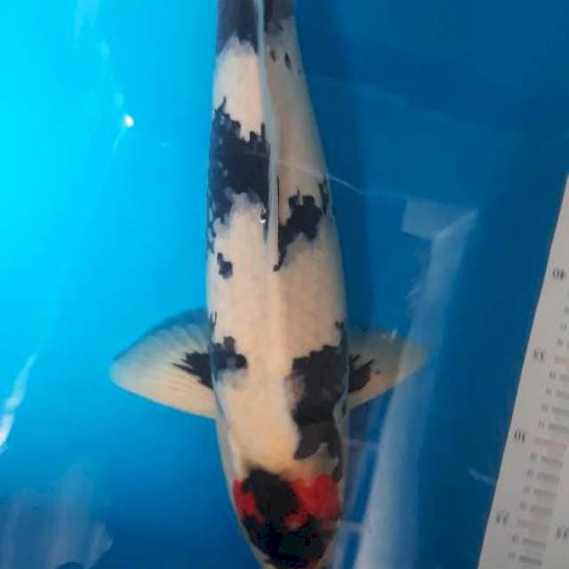 Tancho showa original 55 cm male