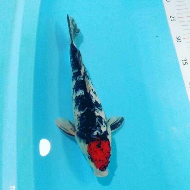 Tancho showA unik 29cm