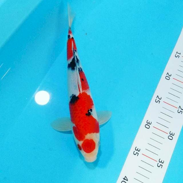 Sanke sQ 26cm male