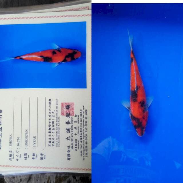 Showa import marusei
