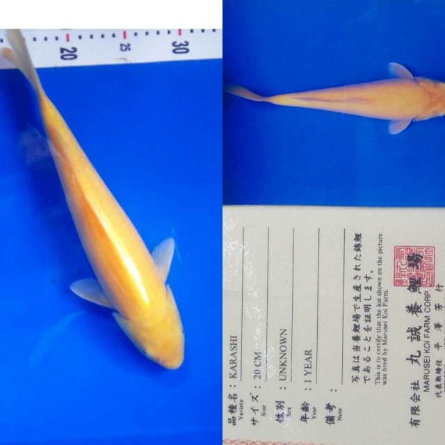 Karashi import marusei