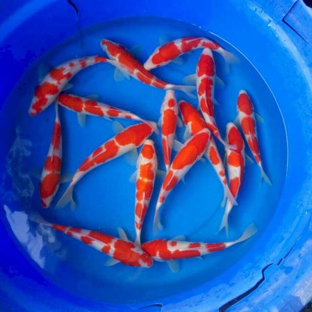 Mix F1 kohaku prospek