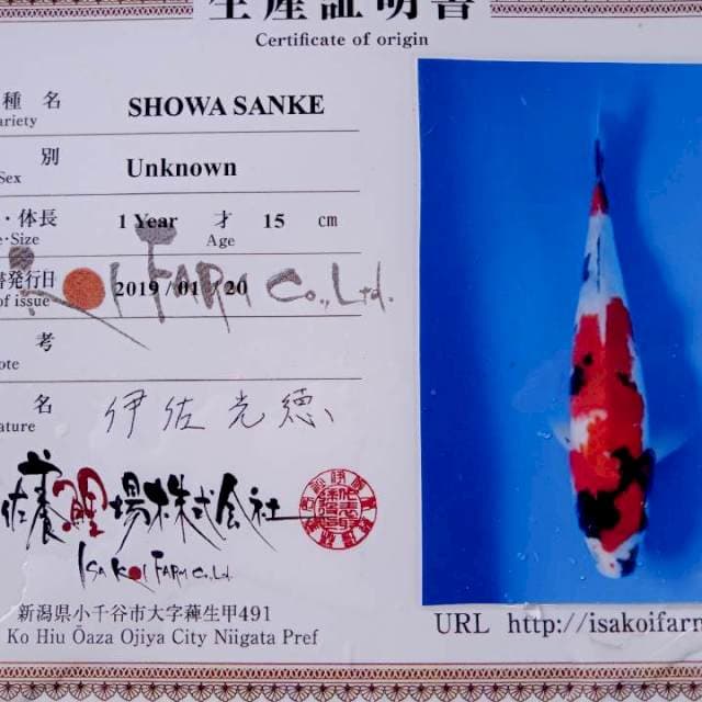 Showa tategoi import isa