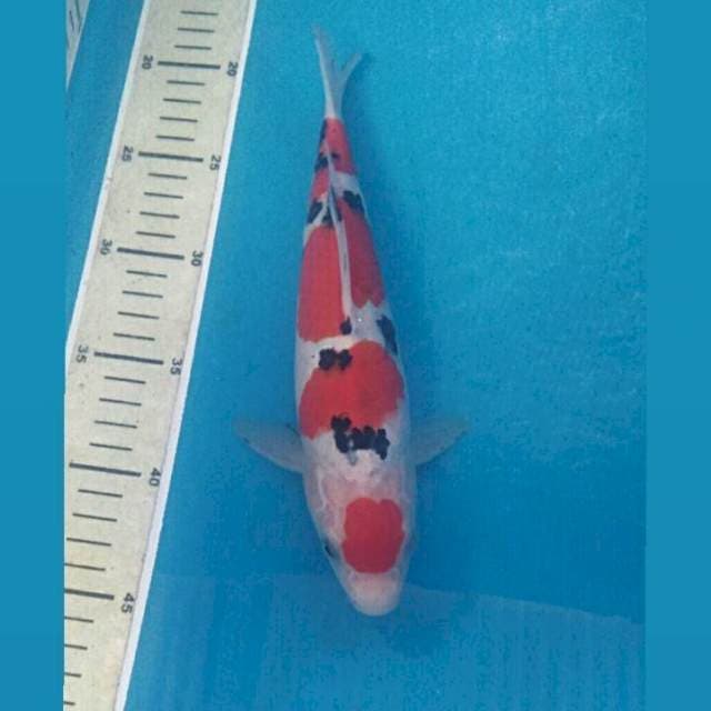 Maruten Sanke Tsubosumi 26 cm