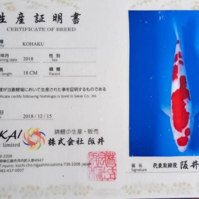 Kohaku female import