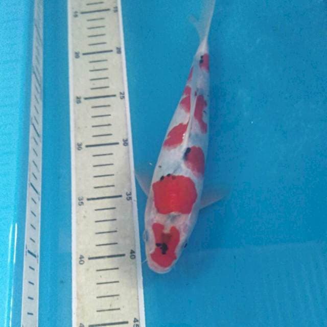 Sanke Tategoi 26 cm
