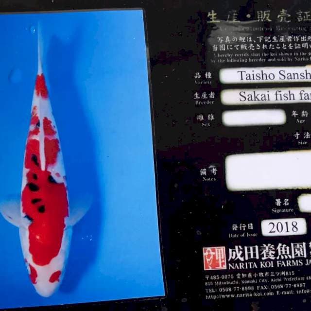 Sanke 35cm male import serty