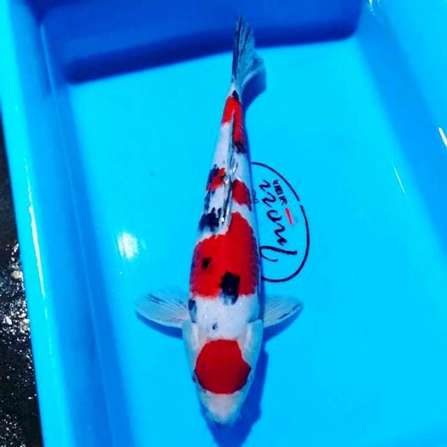 Sanke QLTY 30cm male