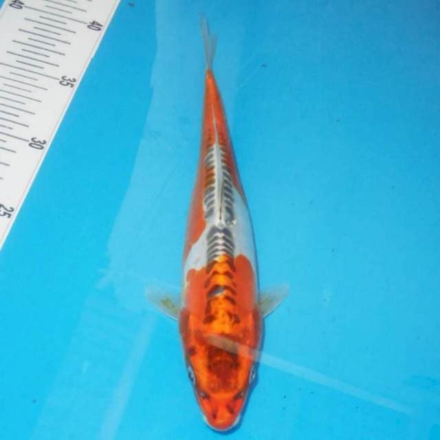 Goshiki urep 30 cm