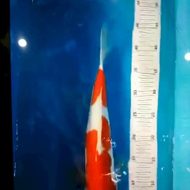 Kohaku 30bu