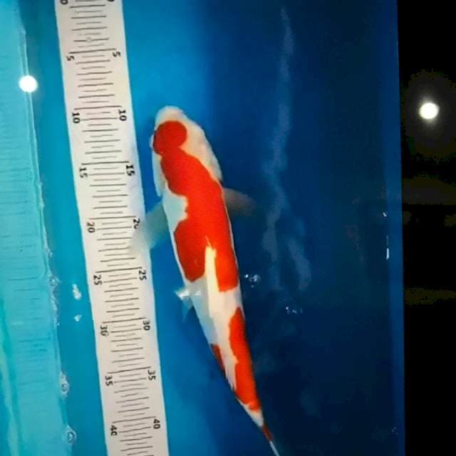 Kohaku 30bu