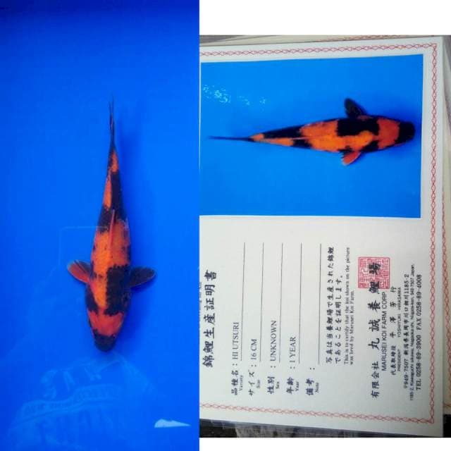 Hiu import marusei