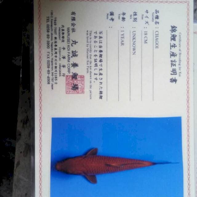 Chagoi import marusei