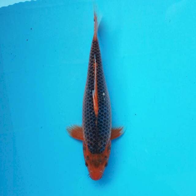 Rapi*30cm