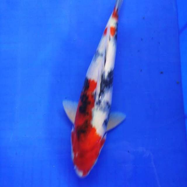 Showa sanshoku