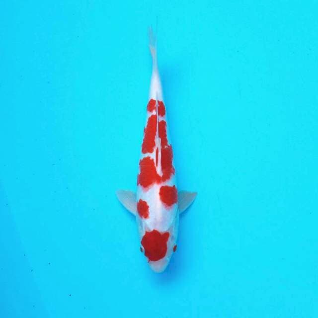 Kohaku*26cm