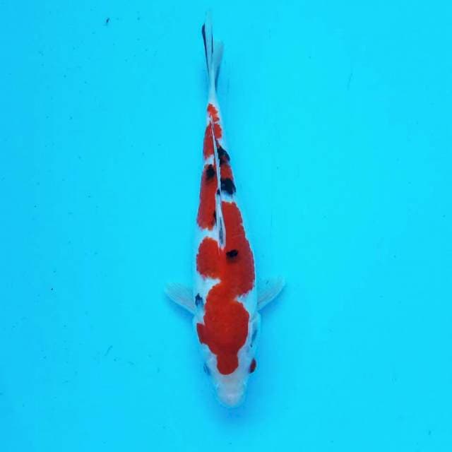 Sanke ciamix*30cm