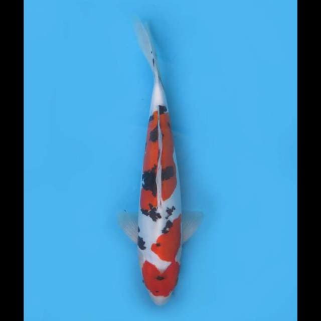 Maruten Sanke Doitsu Murni Sq - 33cm