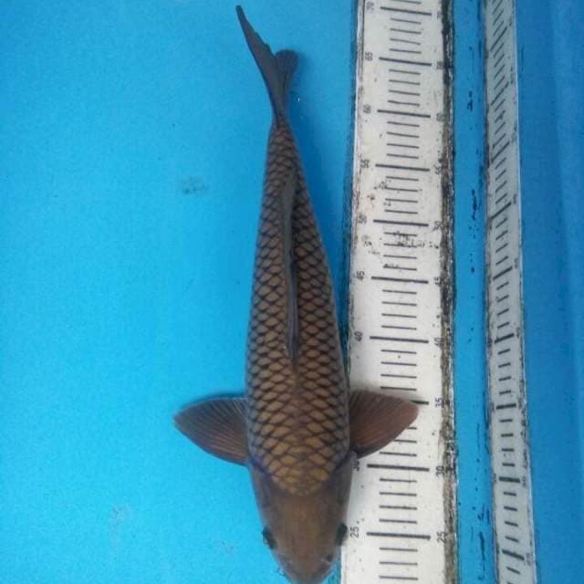 Cagoi majalaya43male