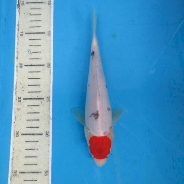 Tanco22cm