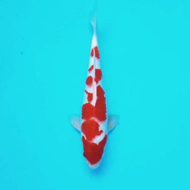 1. Kohaku #28cm