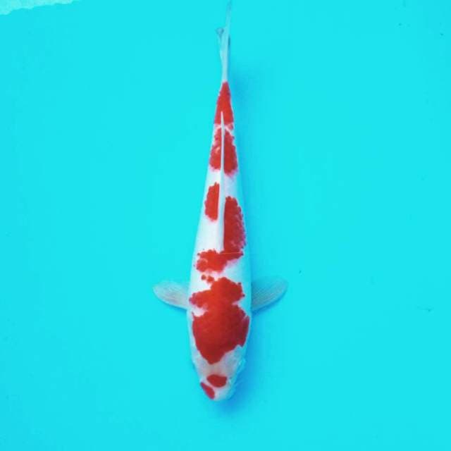 3. Kohaku #28cm