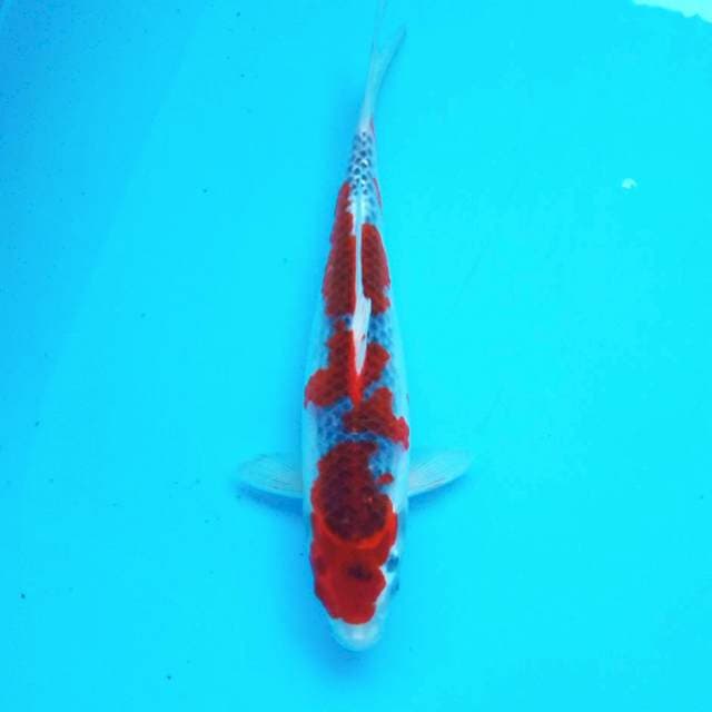 4. Goshiki #30cm