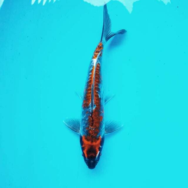 5. Antik #29cm