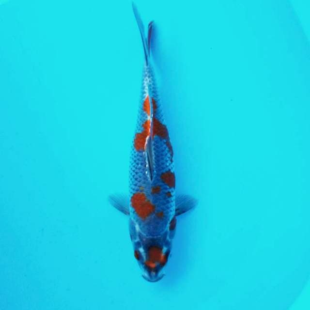8. Maruten #30cm
