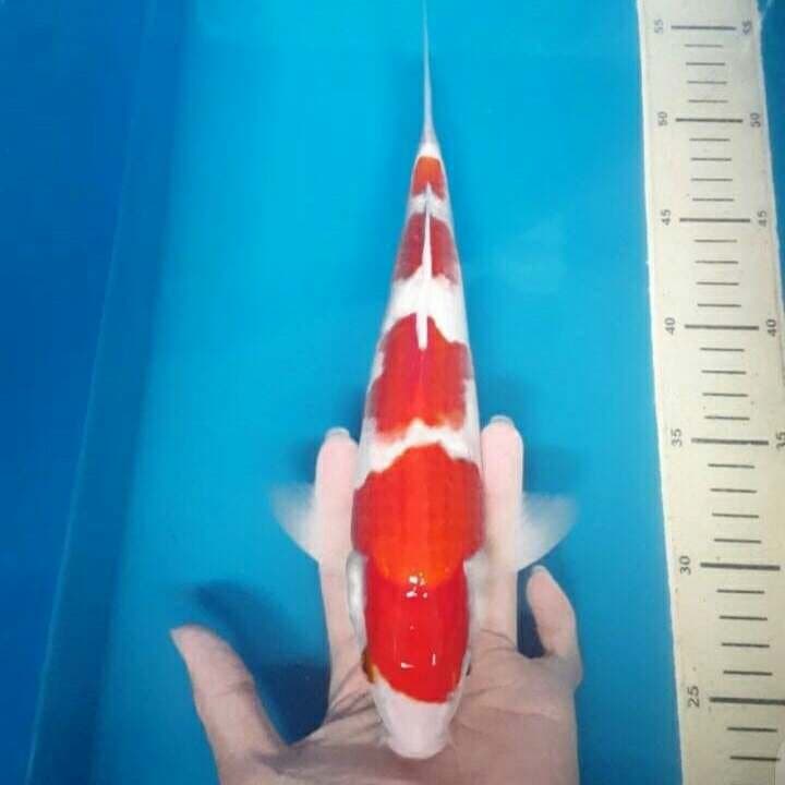 kohaku 4step mantab 40cm