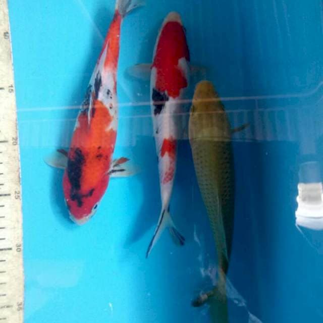 Mix 3 ekor 22-23 cm