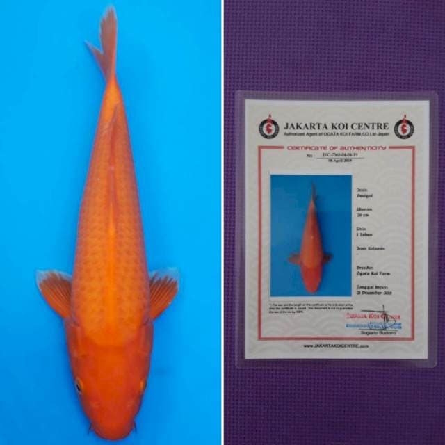 Ogata benigoi 35cm sertifikat