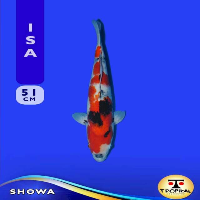 Showa (Isa Certificate) 51cm Male. Import & Sertifikat