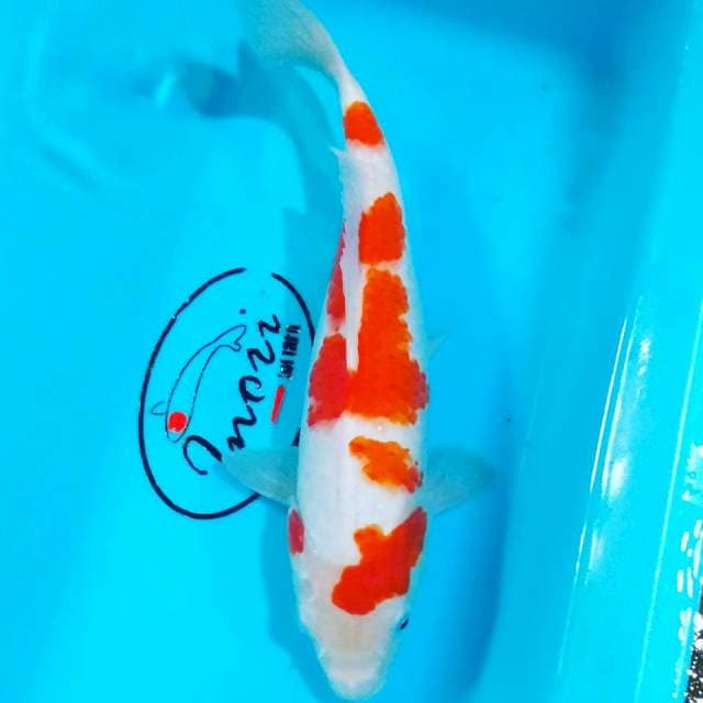 Kohaku strong 27cm