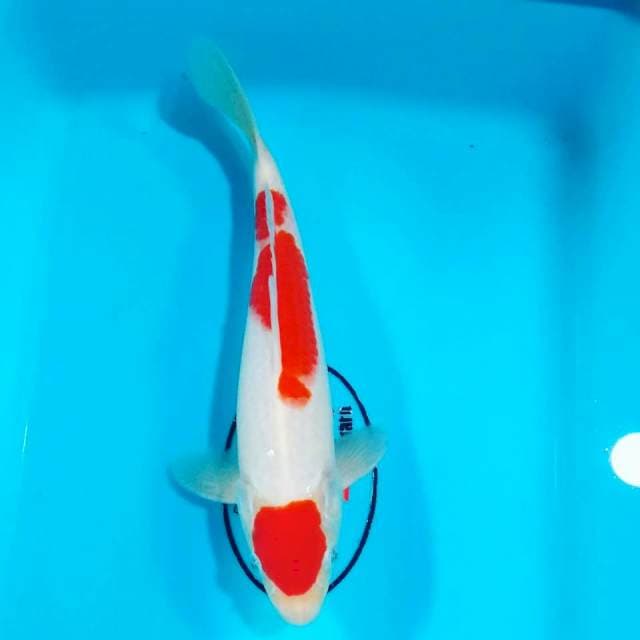 Kohaku maruten 25cm male