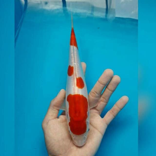 KOHAKU DOITSU HALUS
