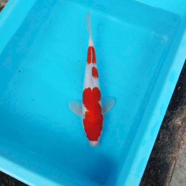 NJK - ORIGINAL KOHAKU