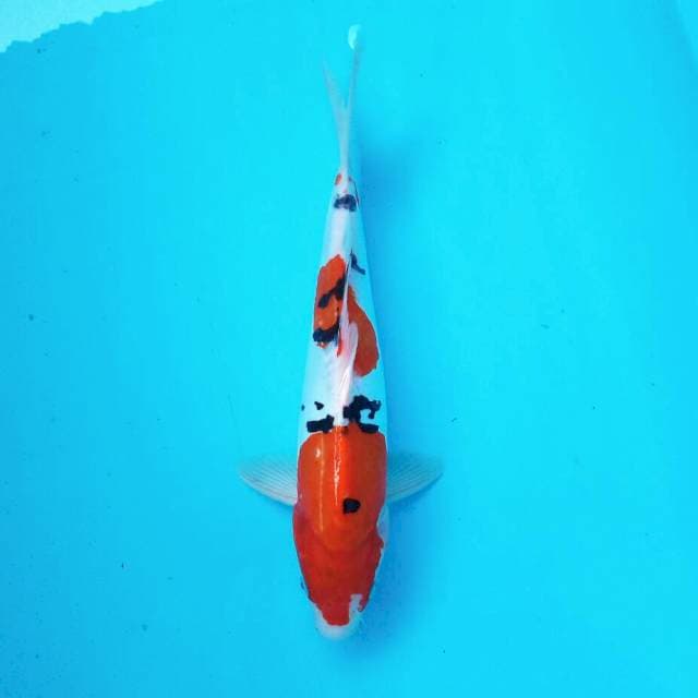 1. Sanke Doitsu || 30 cm